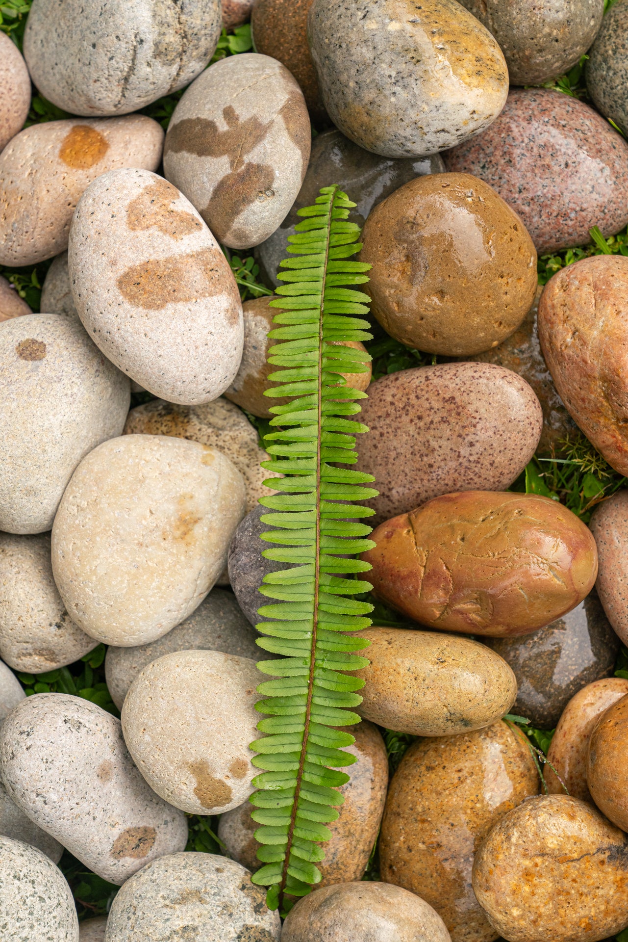 BUFF MEXICAN BEACH PEBBLES (40lbs bag)