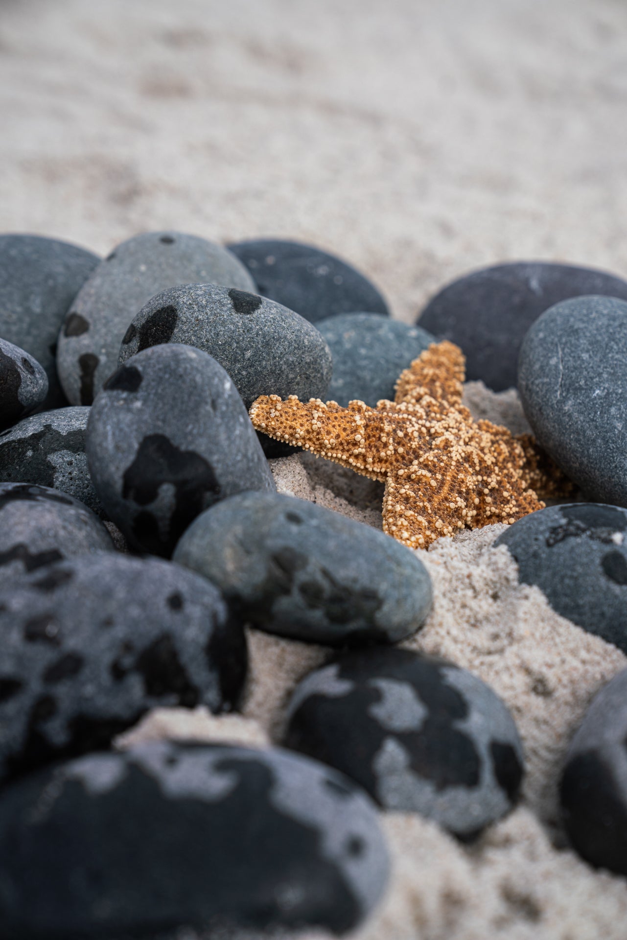 BLACK MEXICAN BEACH PEBBLES (40lbs bag)