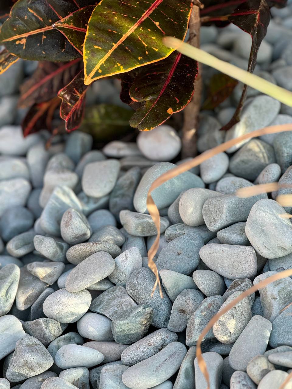 TROPICAL GREEN JADE PEBBLES (40lbs bag)
