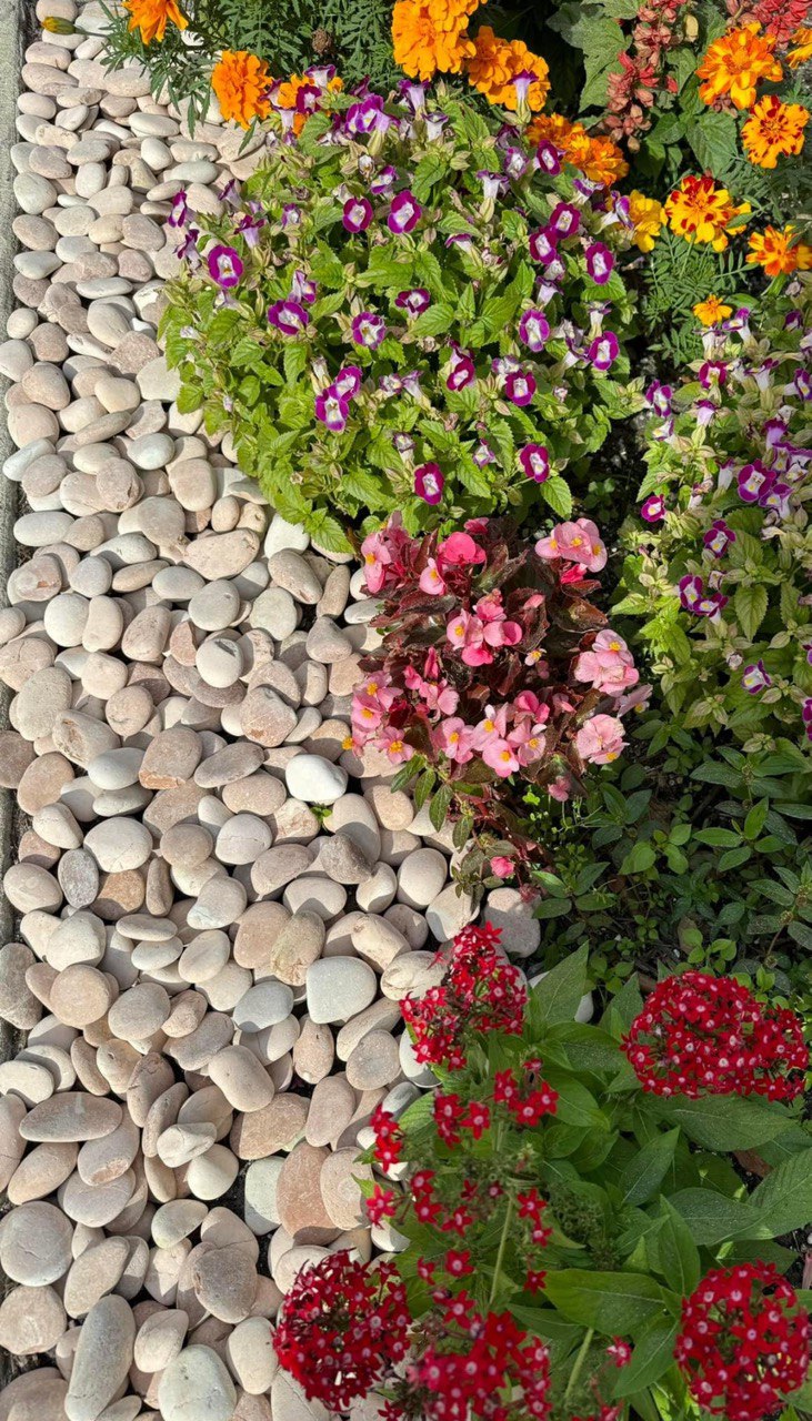 TROPICAL SALMON PEBBLES (40lbs bag)