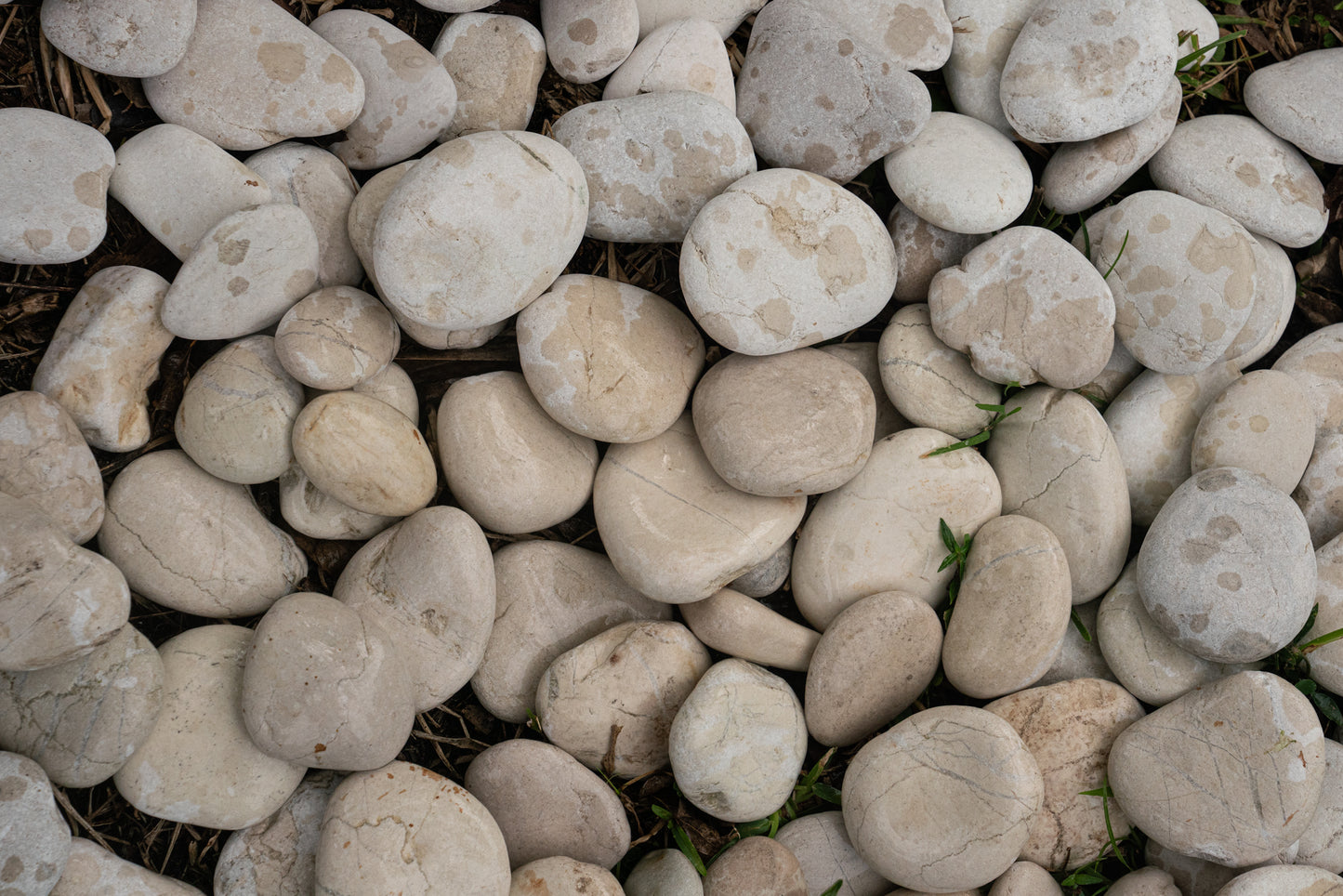 TROPICAL CREAM PEBBLES (40lbs bag)